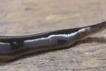 Nieuw-Guineese landplatworm